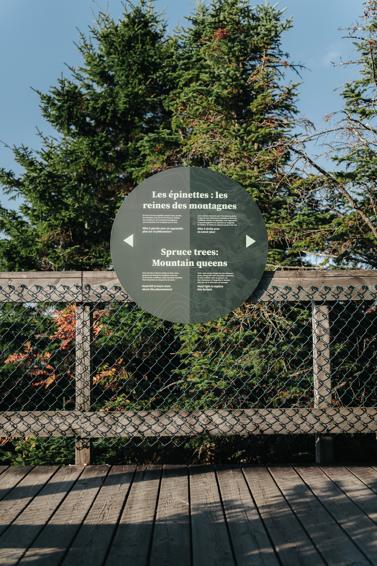 Panonceau éducatif sur les épinettes en montagne, installé sur un sentier boisé.