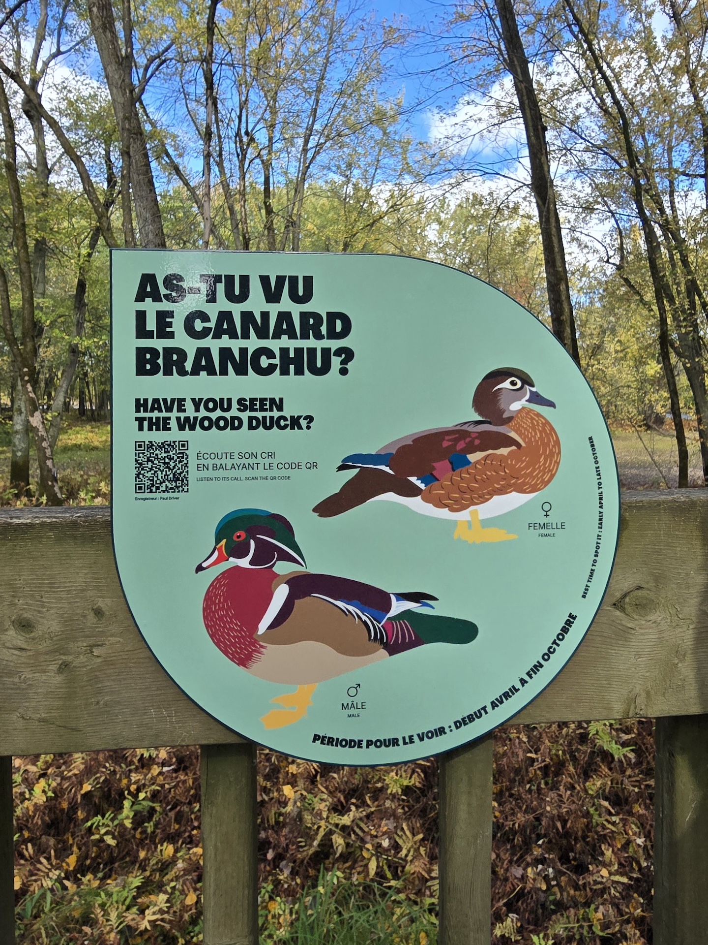 Panonceau illustré pour observer le canard branchu, avec QR code et périodes de visite.