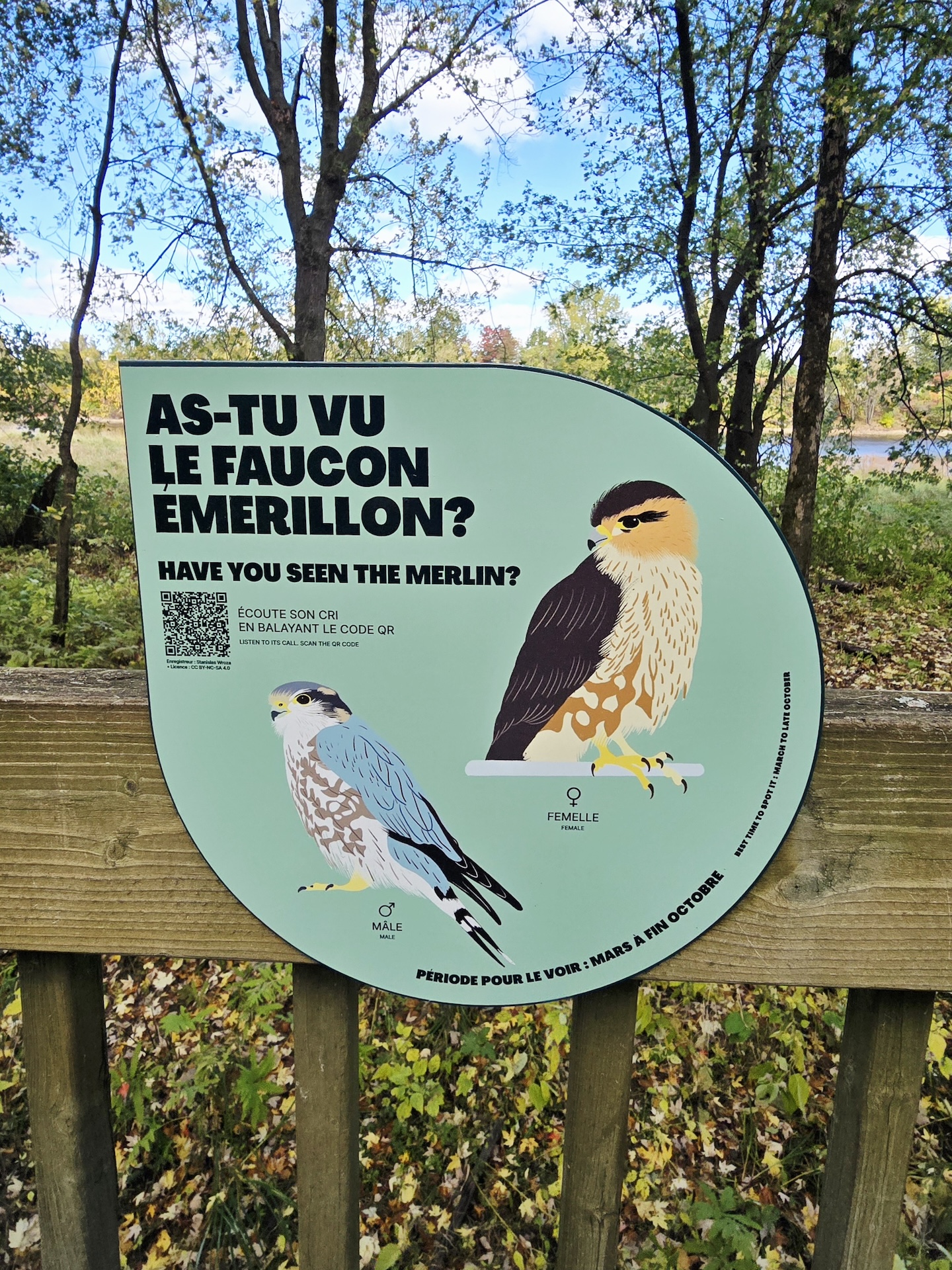 Panonceau éducatif sur les faucons merlins, avec illustrations et QR code, en milieu naturel.