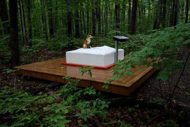 Installation forestière avec statue de renard sur socle blanc, œuvre de Studio Overall.